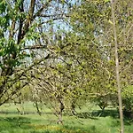 In Near Castle Ruins 木屋 *